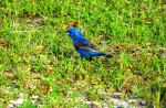 Blue Grosbeak
